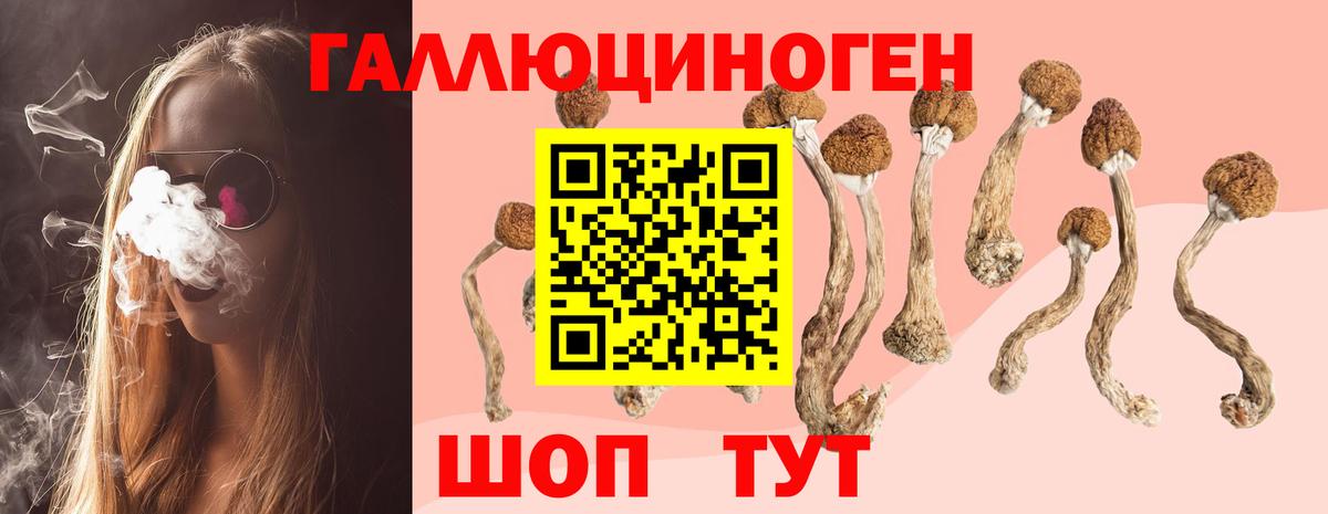 Псилоцибиновые грибы Psilocybe Аша